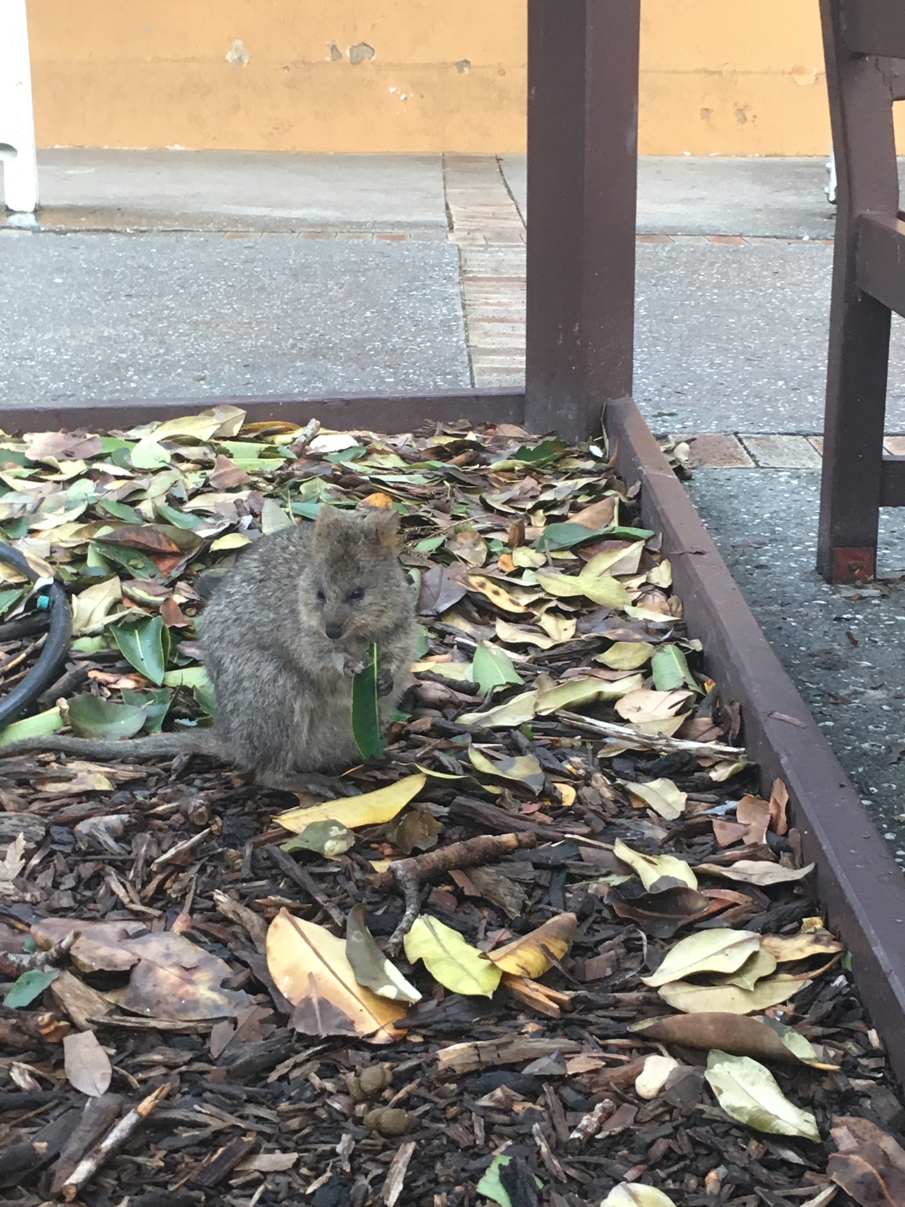 A Quokka, a native marsupial to Rottnest Island.