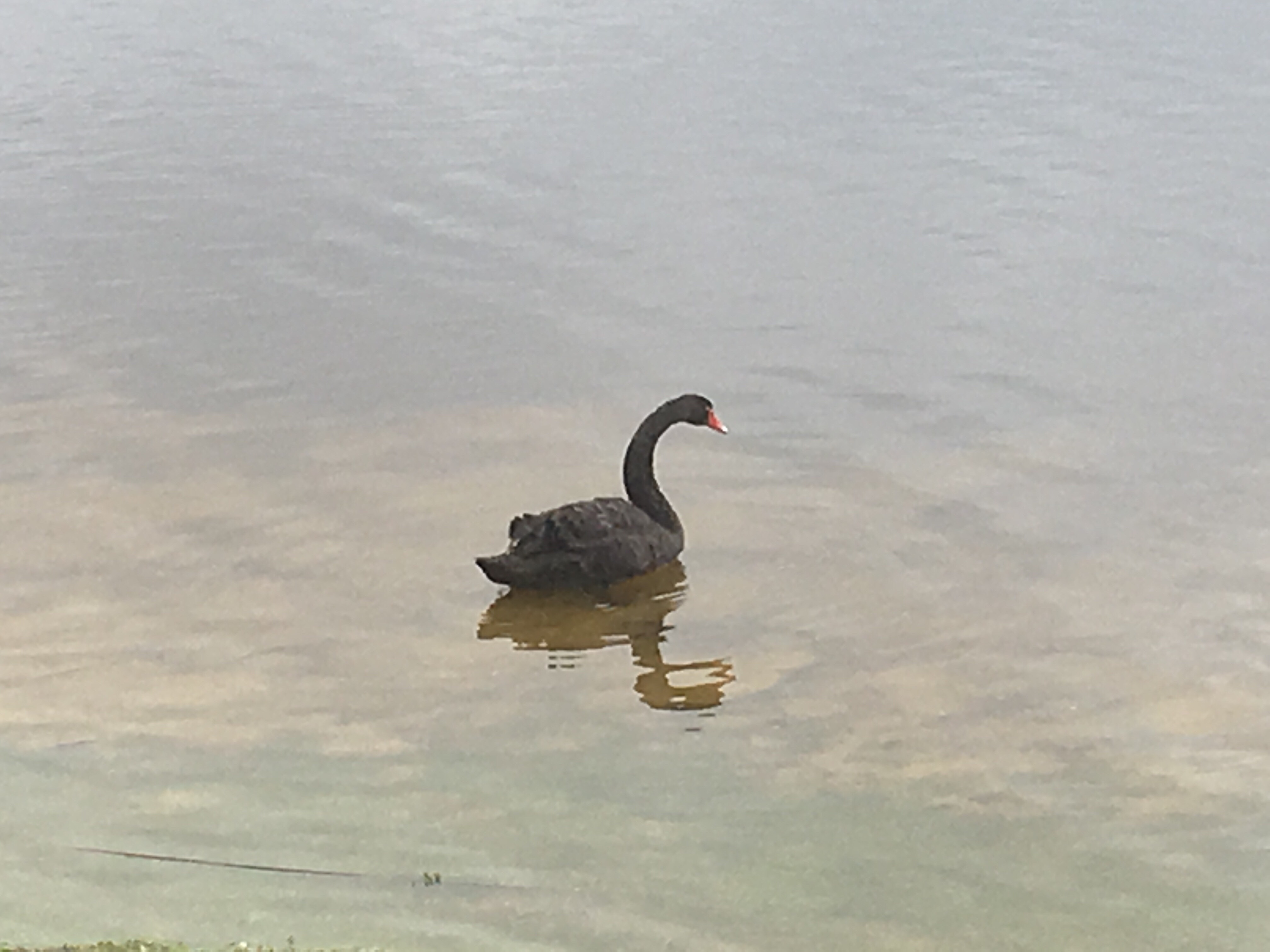 A black swan, the state fauna of Western Australia.